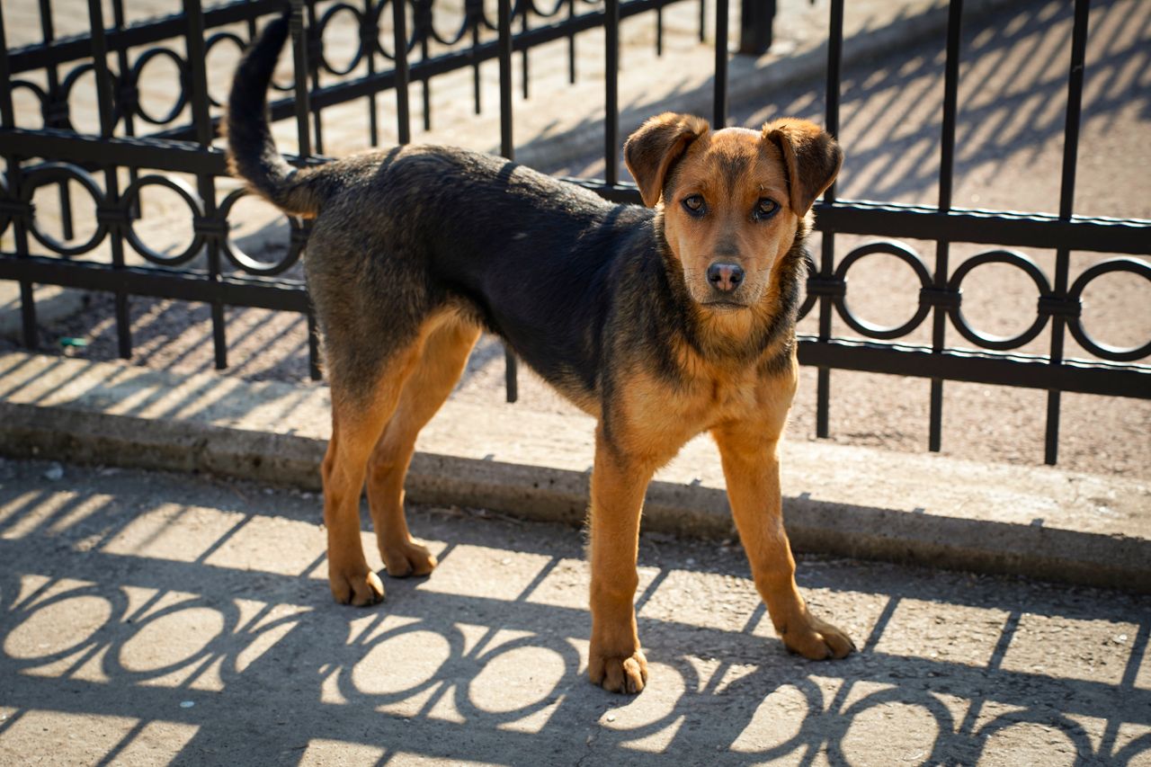 a gentle street dog stands by a fence casting shadows in the sunlight