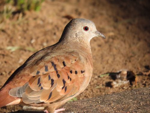 Free Close-up of a Ruddy Ground Dove perched outdoors in Santa Maria, Brazil. Stock Photo