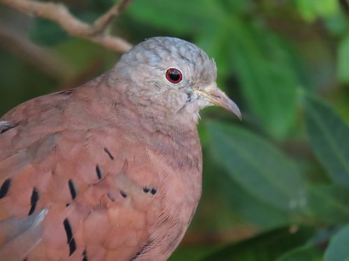 Free A detailed portrait of a Ruddy Ground Dove perched on a branch against a lush green backdrop. Stock Photo