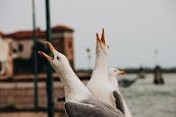 Seagulls on river embankment in city