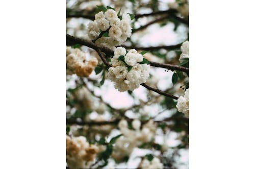 Flores De Pétalas Brancas