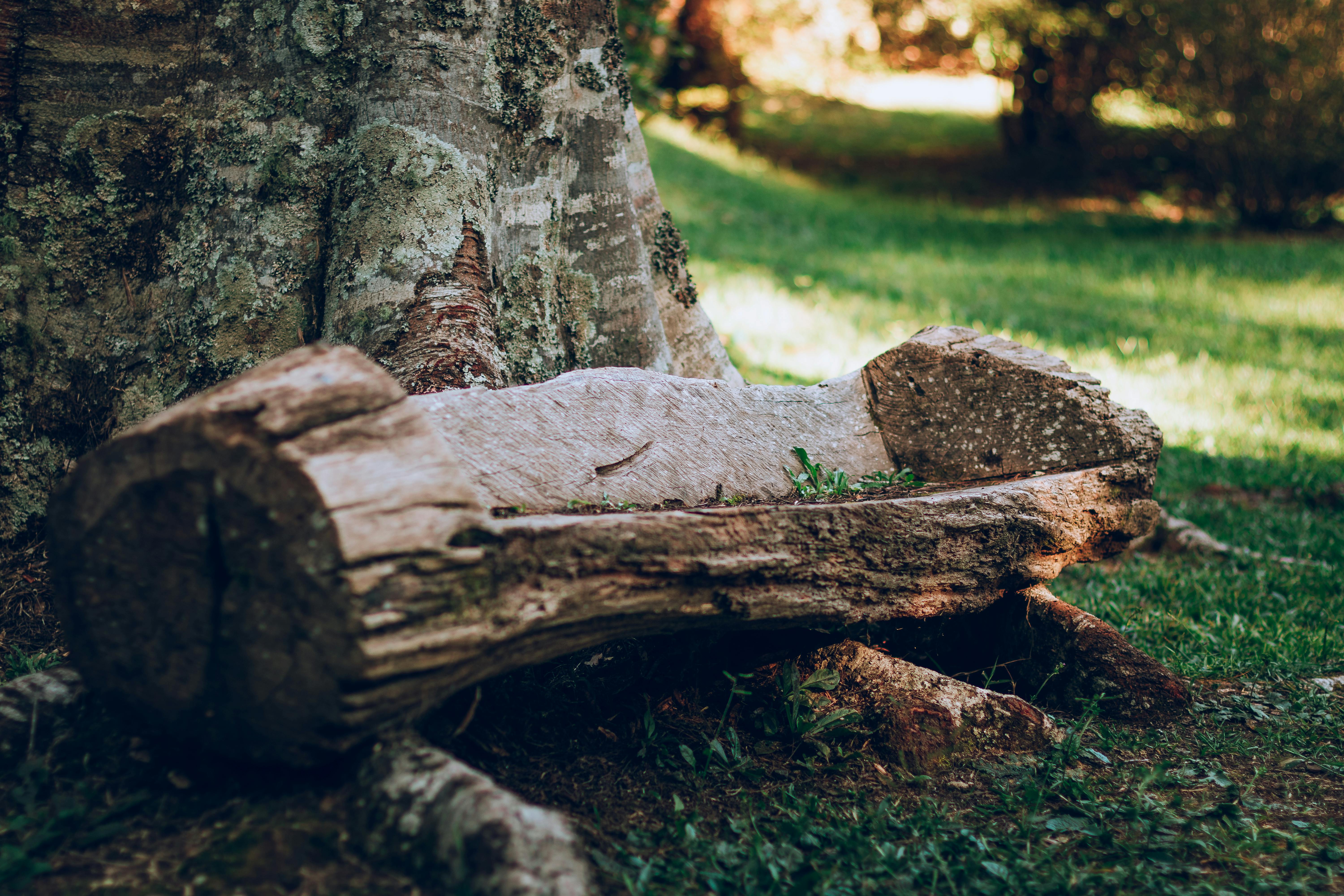 A rustic wooden log bench rests against a large tree in a serene forest setting.