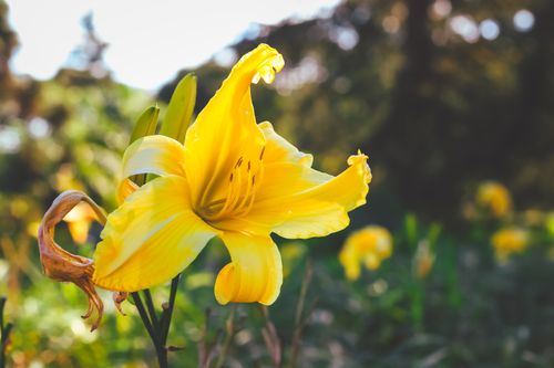 Free A close-up of a vibrant yellow daylily blooming in a sunlit garden, showcasing nature's beauty. Stock Photo