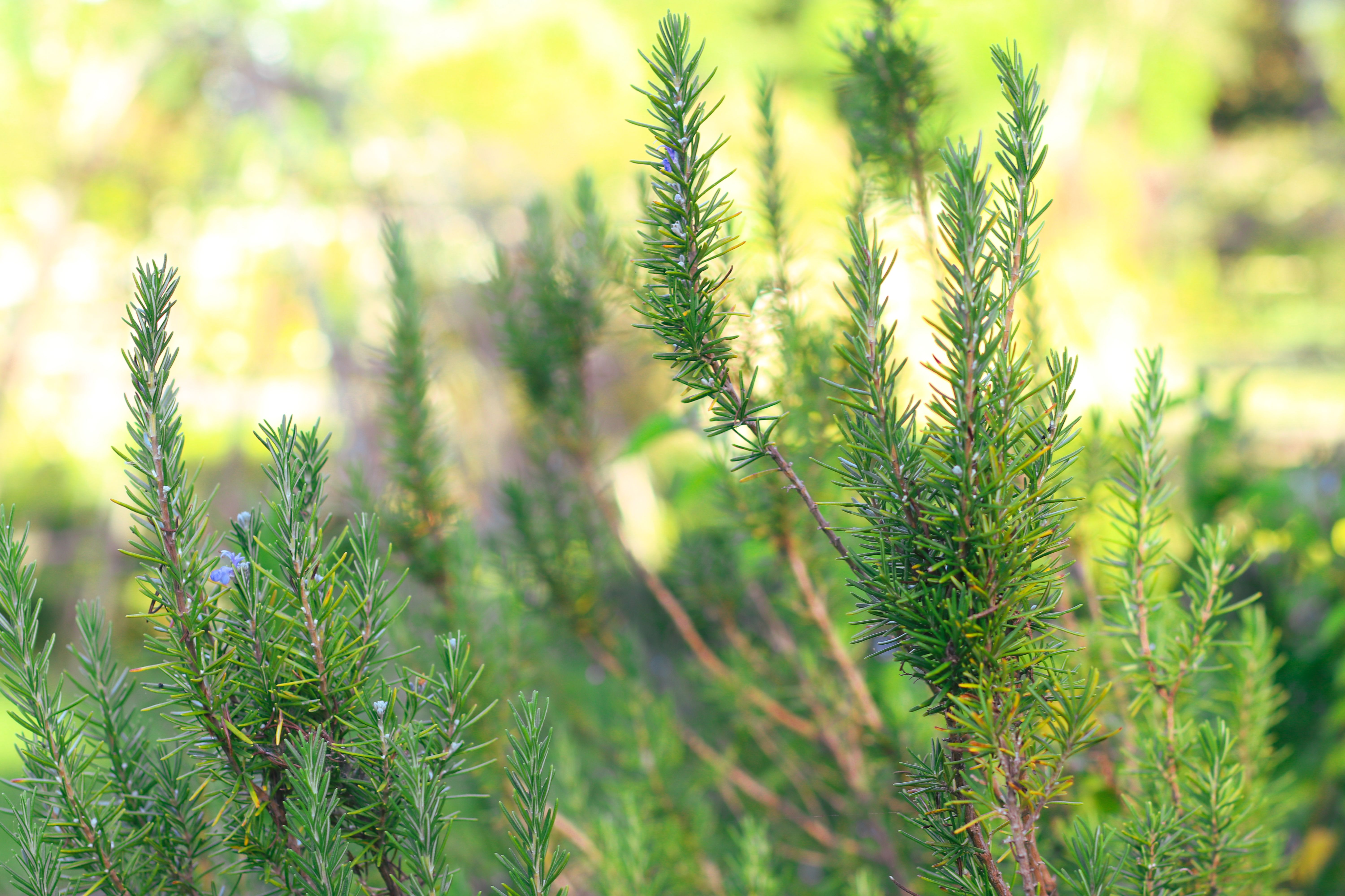 Rosemary
