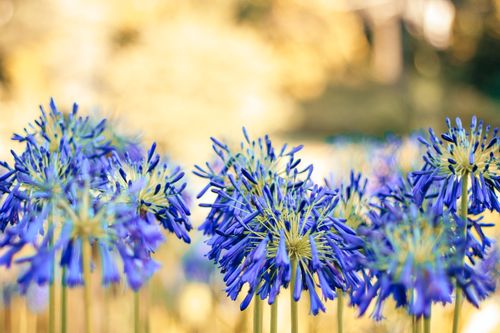 Free Beautiful agapanthus flowers in full bloom under warm daylight, capturing nature's vivid colors. Stock Photo
