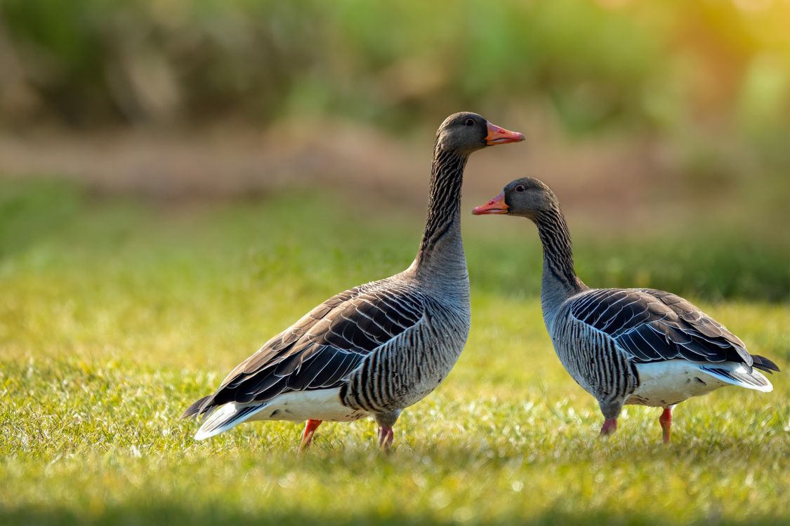 Geese Setting Greylag Geese Pair Standing on Meadow · Free Stock Photo