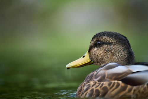 Free Intimate portrait of a mallard duck in its natural habitat on a serene lake. Stock Photo