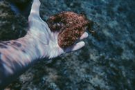 水下特写，展示海洋生物章鱼的手