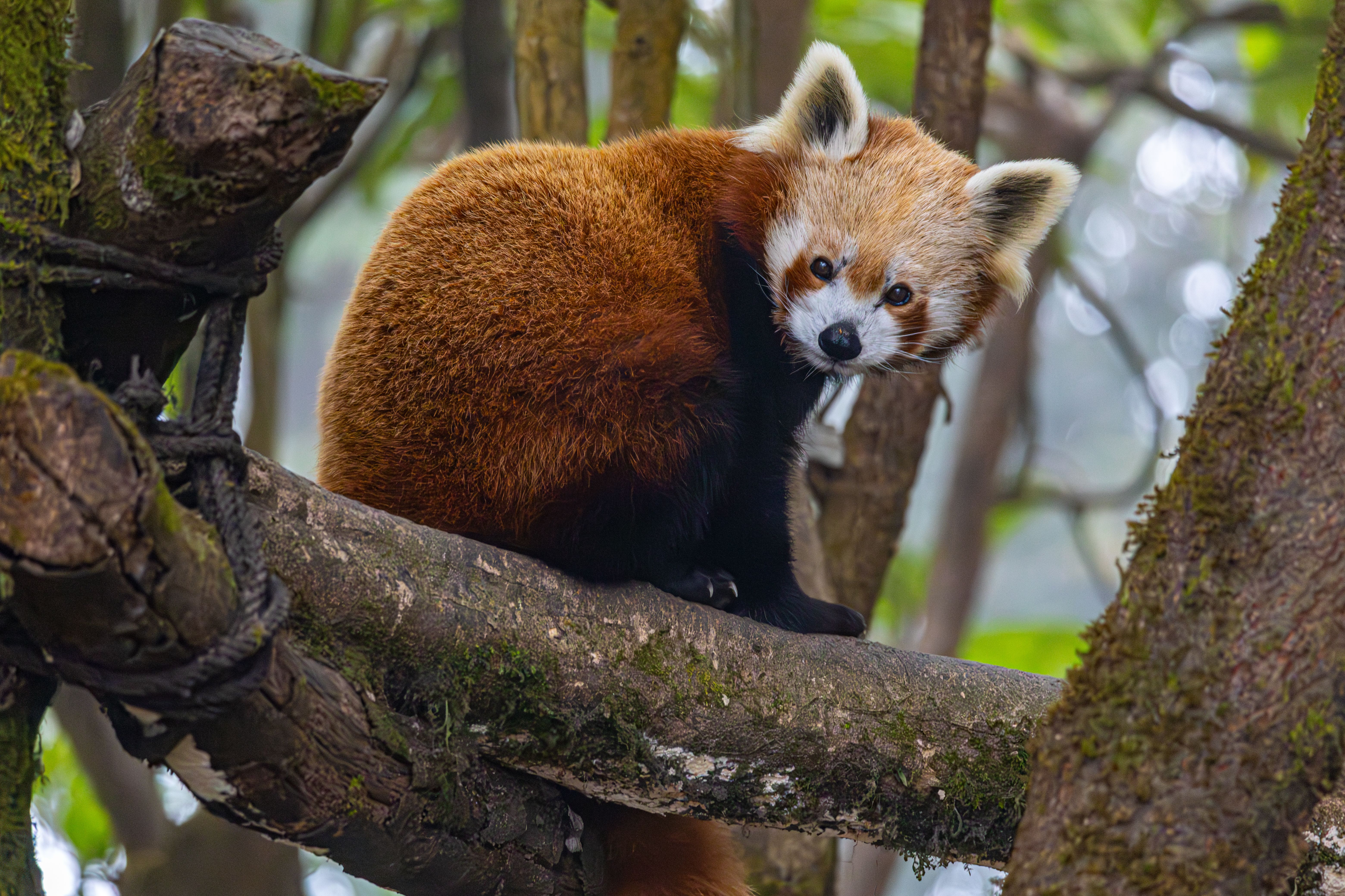 Close-up of a Red Panda in Natural Habitat · Free Stock Photo