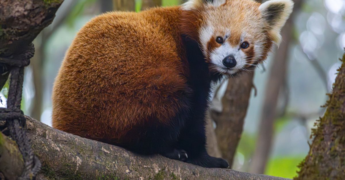 Close Up Of A Red Panda In A Natural Habitat Free Stock Photo close-up-of-a-red-panda-in-a-natural-habitat-free-stock-photo