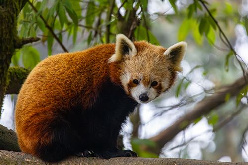 Free Cute red panda perched on a tree branch, surrounded by lush greenery. Stock Photo