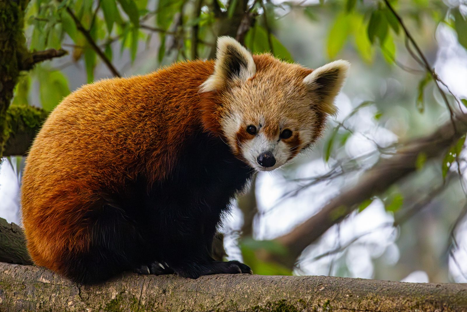 Red Panda Photos Download The BEST Free Red Panda Stock Photos HD Images red-panda-photos-download-the-best-free-red-panda-stock-photos-hd-images