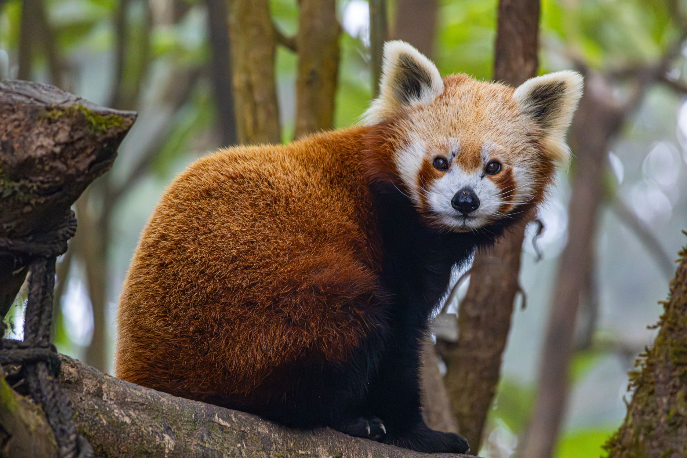 Rend Panda Close-up of a Red Panda in Natural Habitat · Free Stock Photo