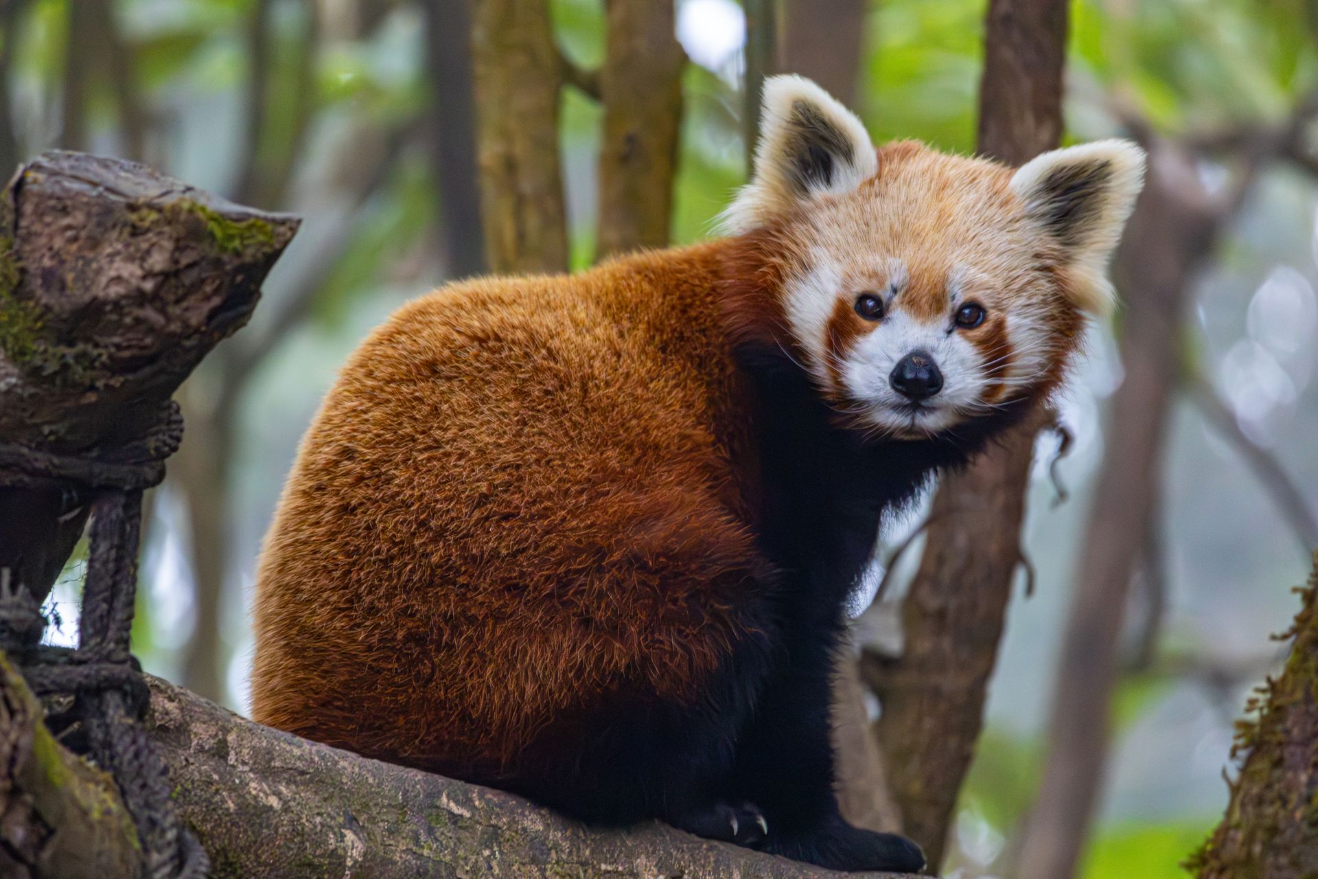 Adorable red panda resting on a tree branch in lush forest environment.