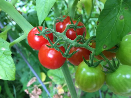 Free Vibrant cherry tomatoes ripening on the vine, showcasing nature's growth process. Stock Photo