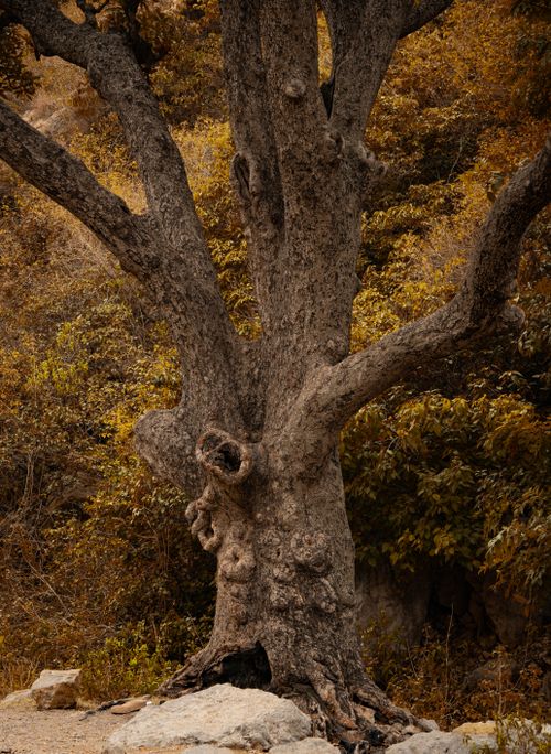 Free A grand old tree stands in an earthy autumn forest, showcasing nature's quiet beauty and age-old strength. Stock Photo