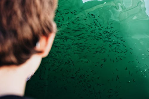 Person, Die Eine Schule Des Kleinen Fisches Unter Wasser Betrachtet