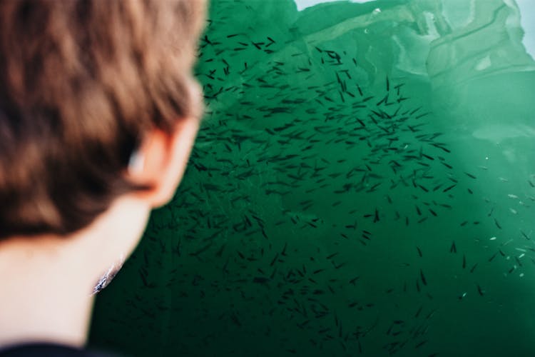 Person Looking At A School Of Small Fish Under Water