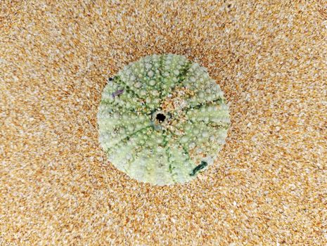 starfish photo
