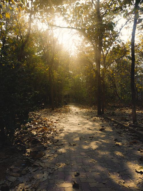 Free A tranquil forest path under warm sunlight with fallen autumn leaves. Stock Photo