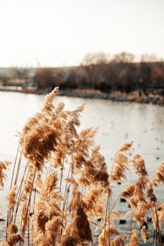 Golden reeds sway by a calm riverbank on a tranquil autumn day, capturing nature's beauty.