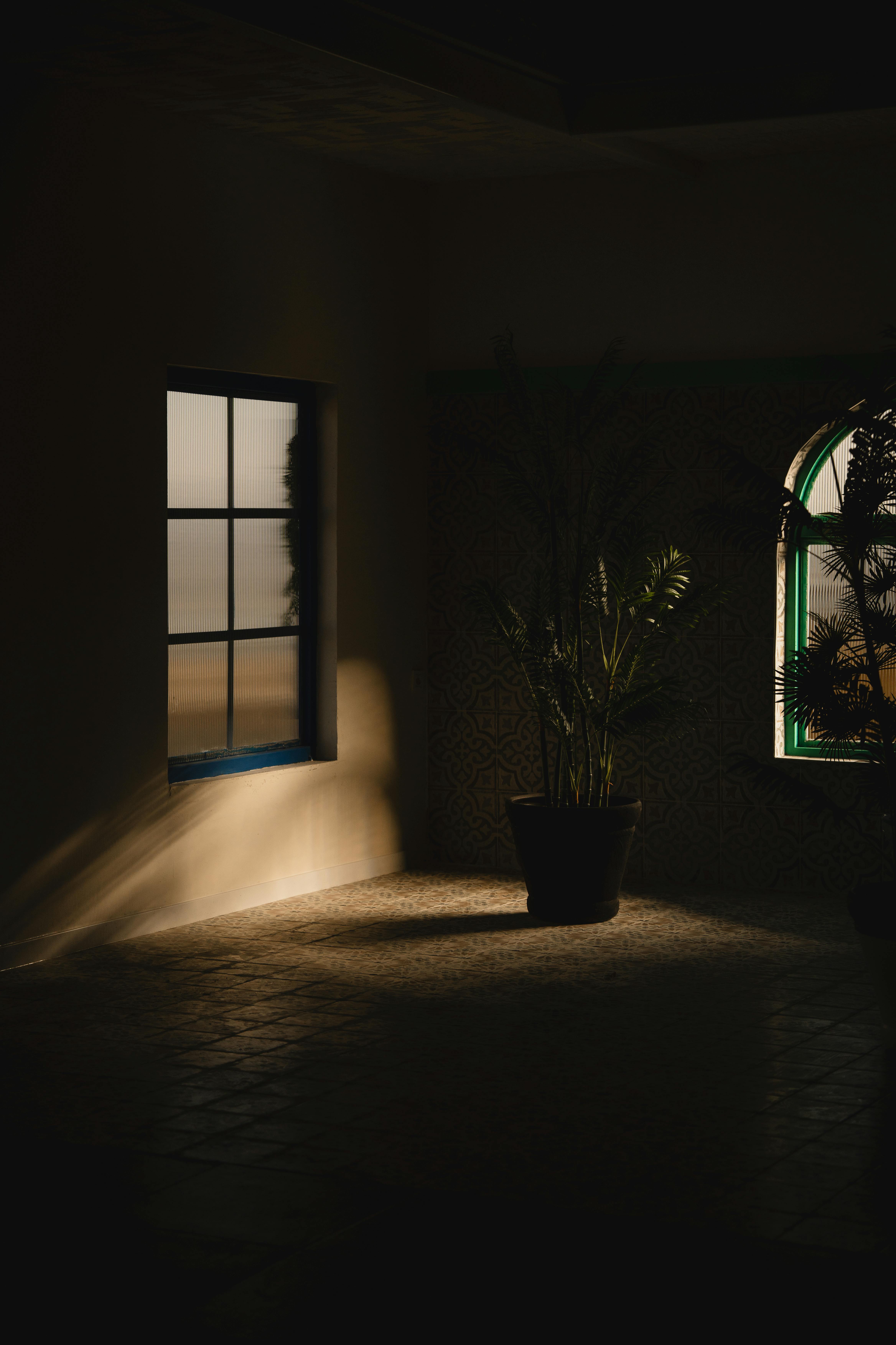 A potted plant subtly lit by sunlight through windows in a minimalistic room.
