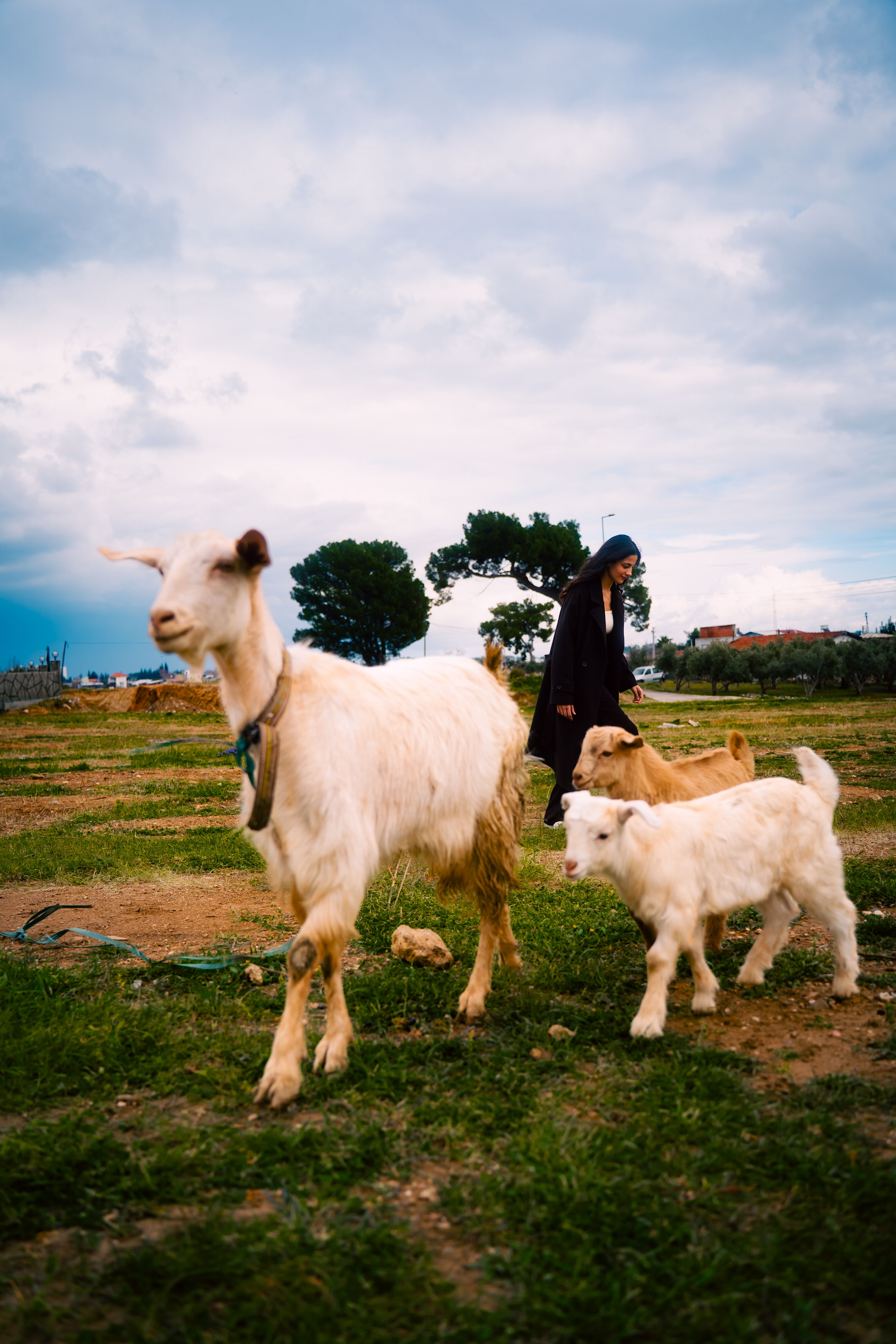 Outdoor Farm Scene with Goats and Person · Free Stock Photo
