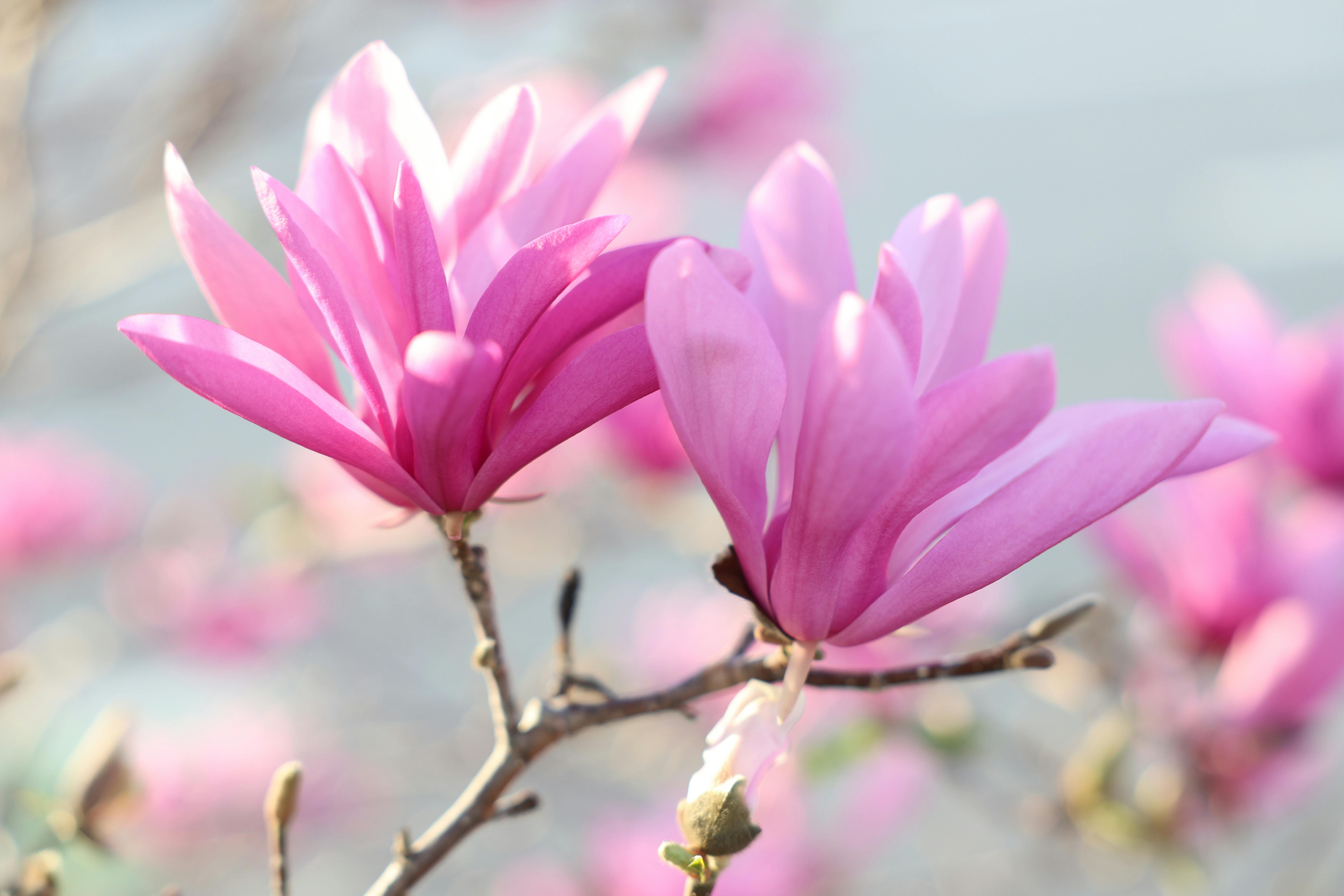 Magnolia’s AAA Hobbies To Close 2026 (Second Half). Iconic Hobby- Craft Emporium — Photo by Amelia  Cui on Pexels