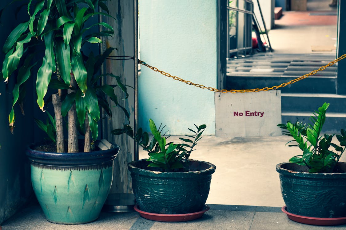 Three Green-leafed Plants On Colored Planters Indoors Behind A No Entry Sign Hanging On A Chain