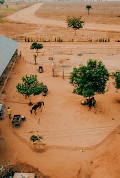 Aerial view of a rustic horse ranch with trees and animals on a sunny day.