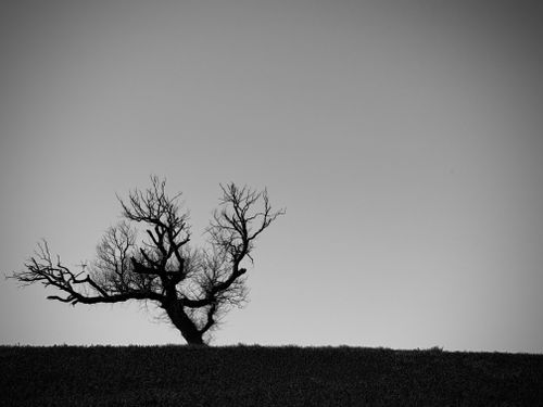 Free Black and white silhouette of a lone tree in Tuscany's pastoral landscape. Stock Photo