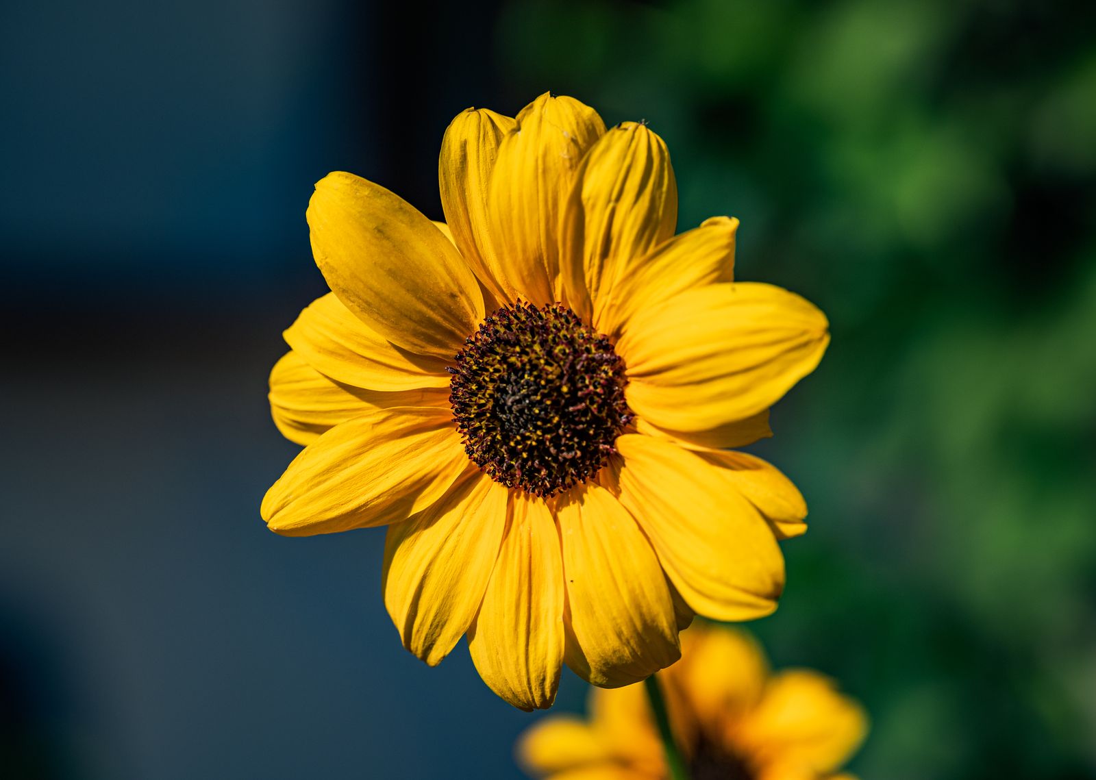 One yellow bloom paint by numbers