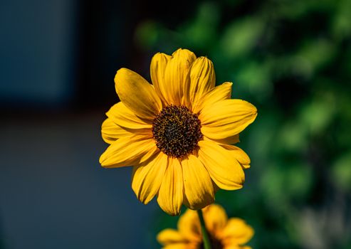 Close-up of a bright sunflower against a blurred background in Thailand.