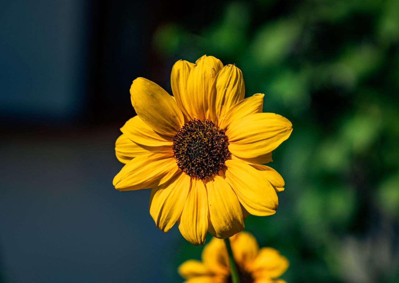 close up of a bright sunflower against a blurred background in thailan