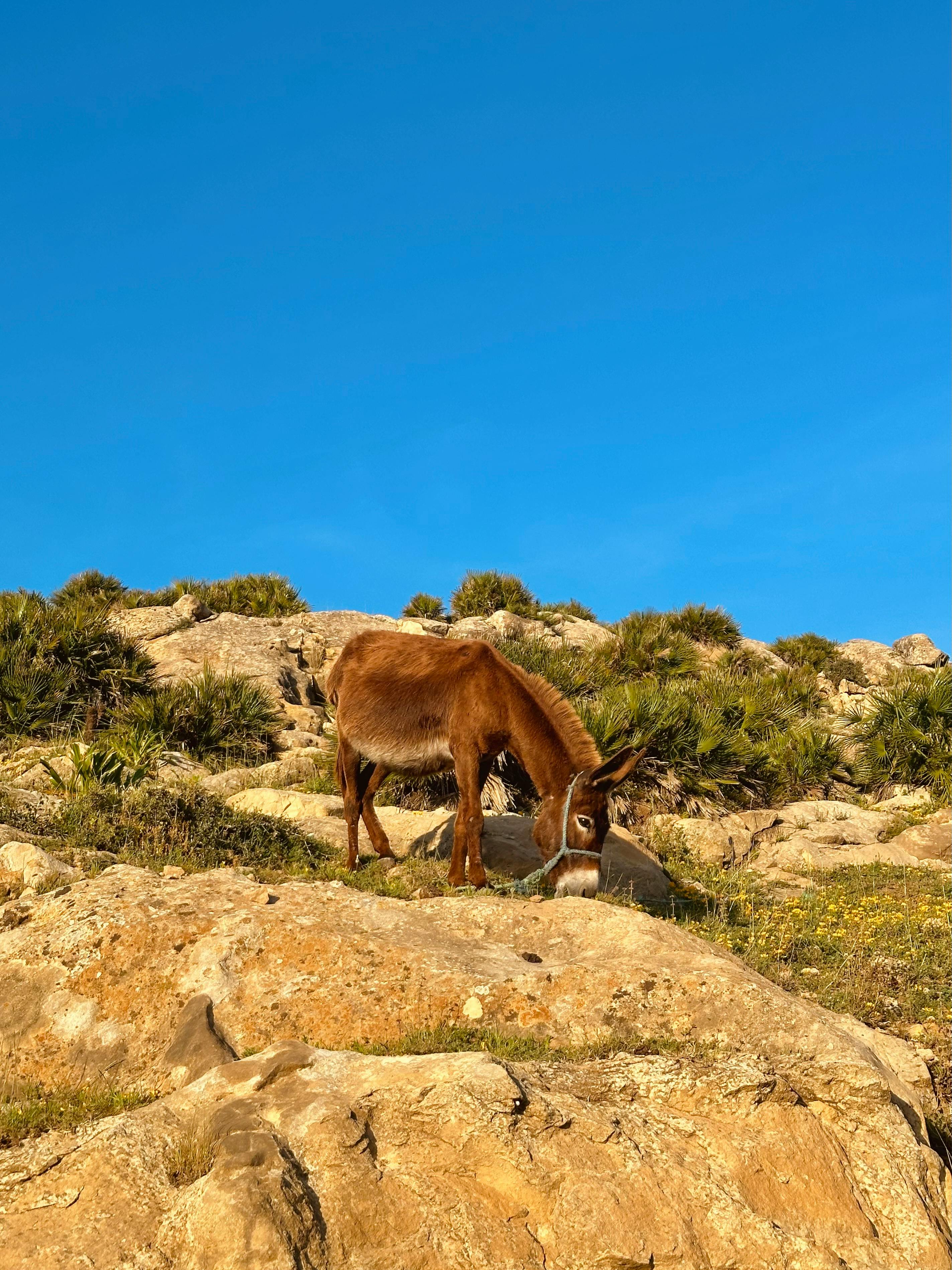 A brown donkey grazes peacefully on a rocky hillside under a clear blue sky in Morocco.