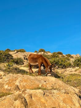 A brown donkey grazes peacefully on a rocky hillside under a clear blue sky in Morocco.