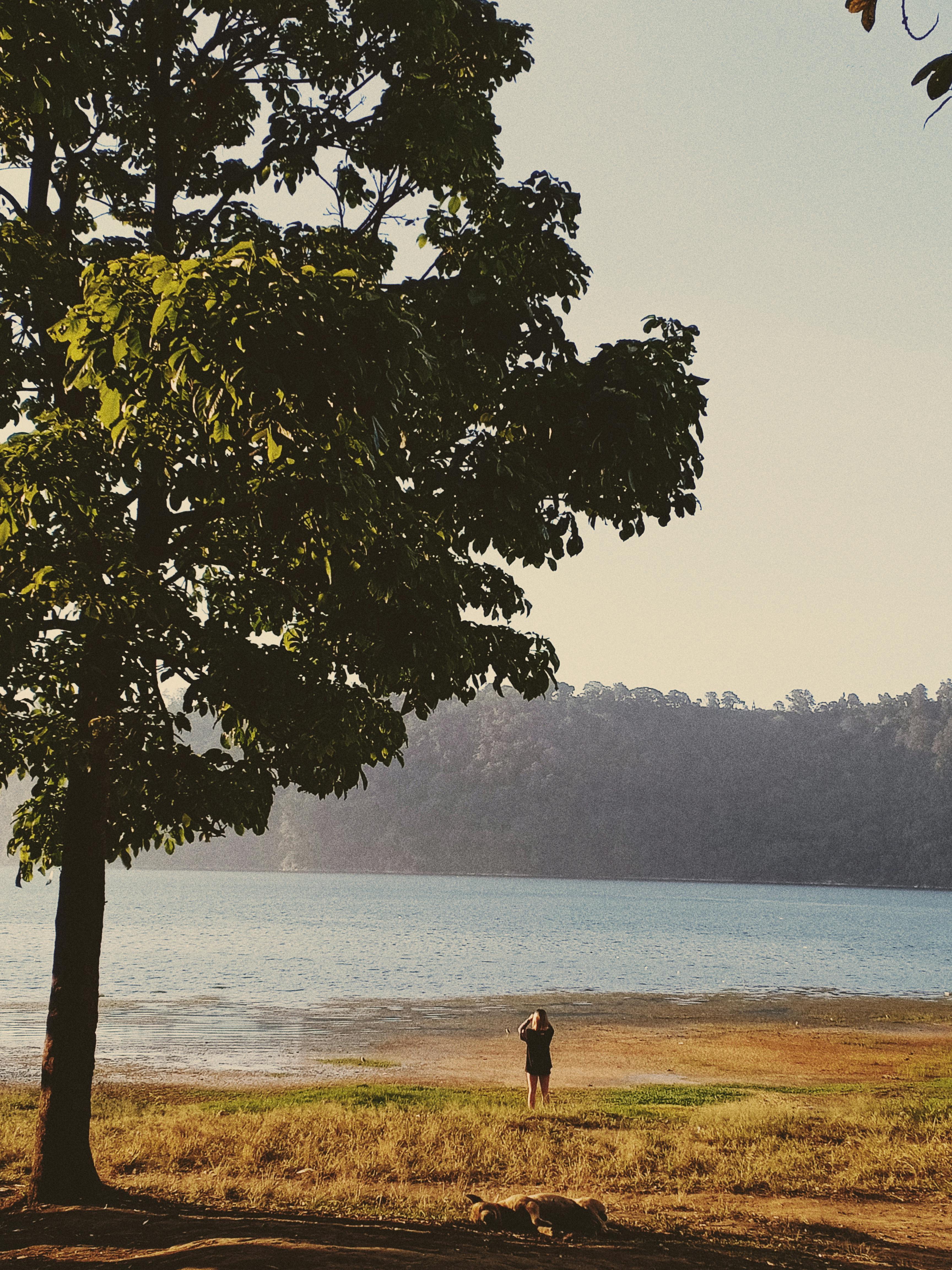 巴厘岛苏卡萨达湖边，树下一个人宁静的场景