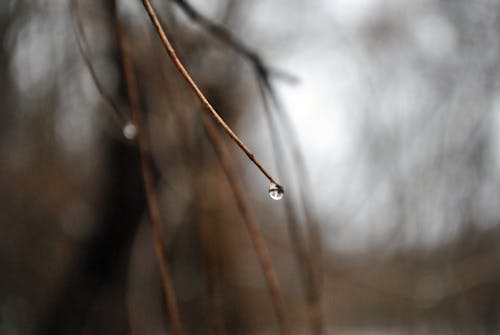 Gota De Agua Sobre Ramita