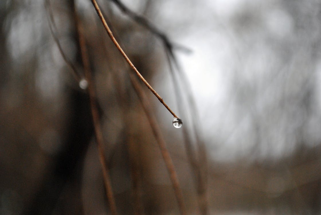 無料 小枝の水滴 写真素材