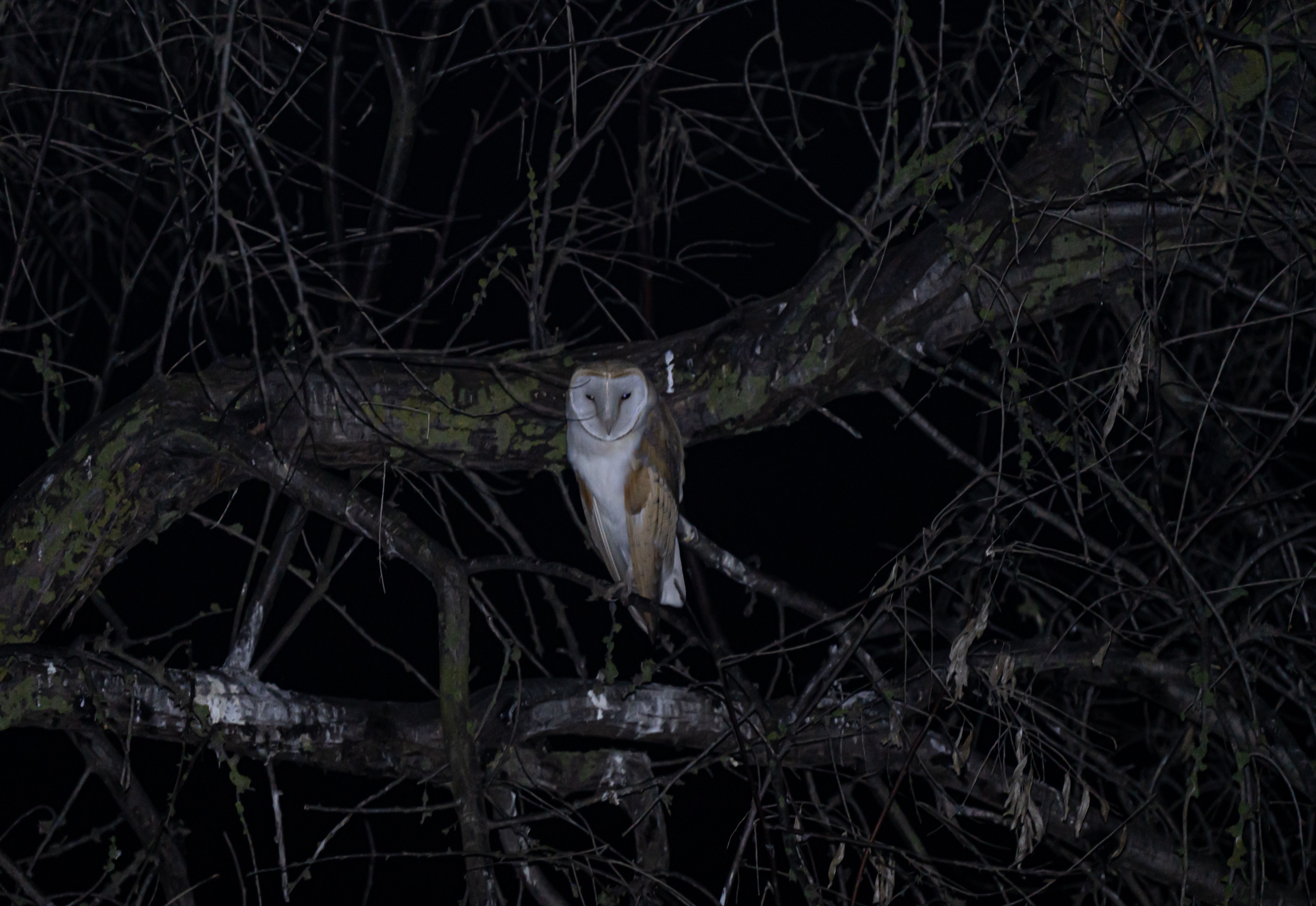 A barn owl perched on a dark, leafless tree branch under the night's cover.