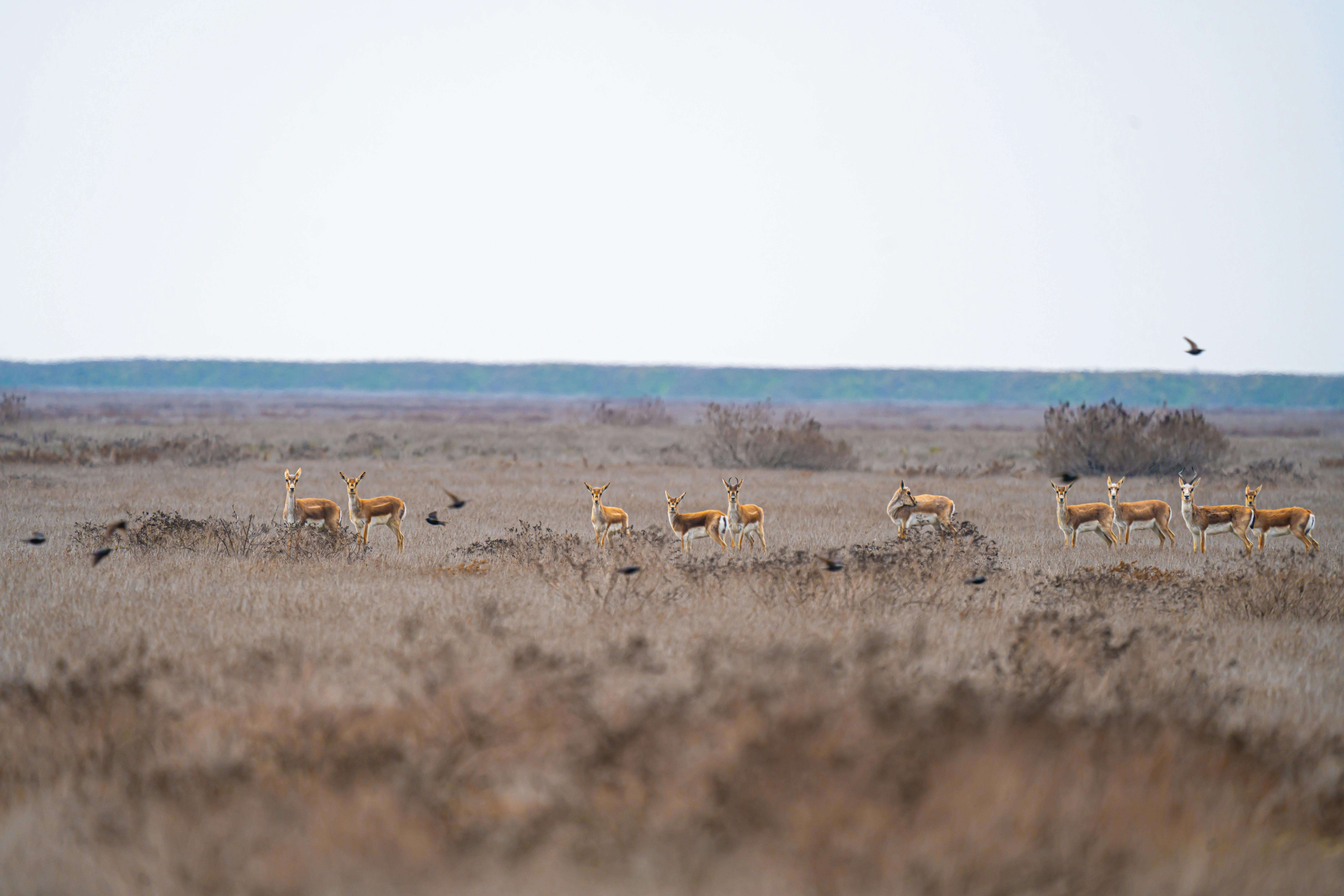 Les meilleures pratiques pour protéger la faune locale