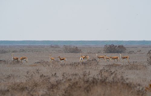 Free A group of blackbucks grazing in a vast grassland under an overcast sky. Stock Photo