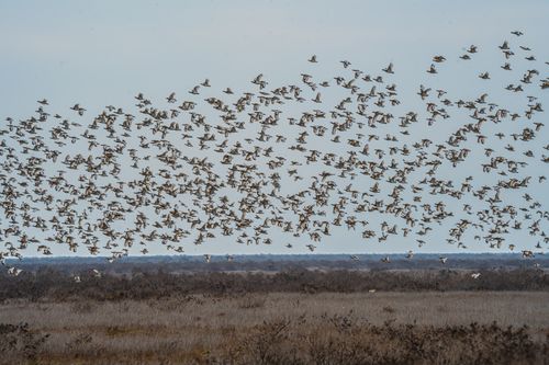 Free A breathtaking sight of birds flying in formation over a wide open landscape. Stock Photo