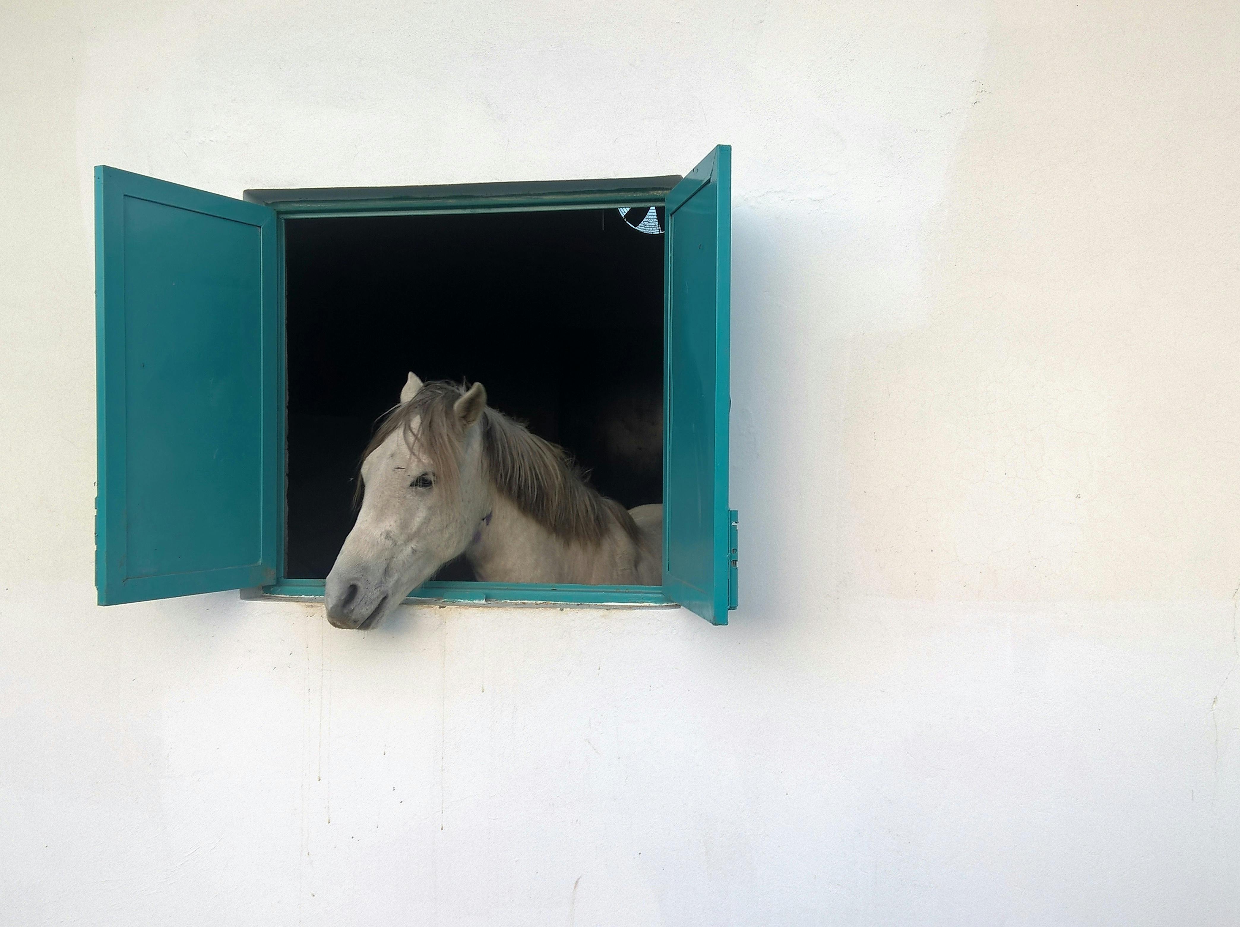A serene white horse gazing through an open window with teal shutters, set against a plain wall.