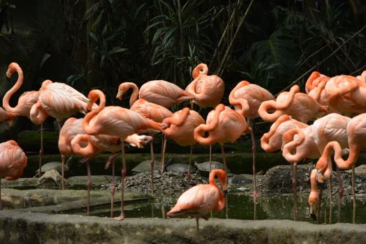 flamingo photo