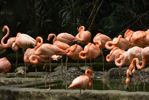 Free A large group of pink flamingos standing by a pond surrounded by greenery. Stock Photo