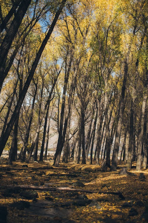 Tall Trees in Forest