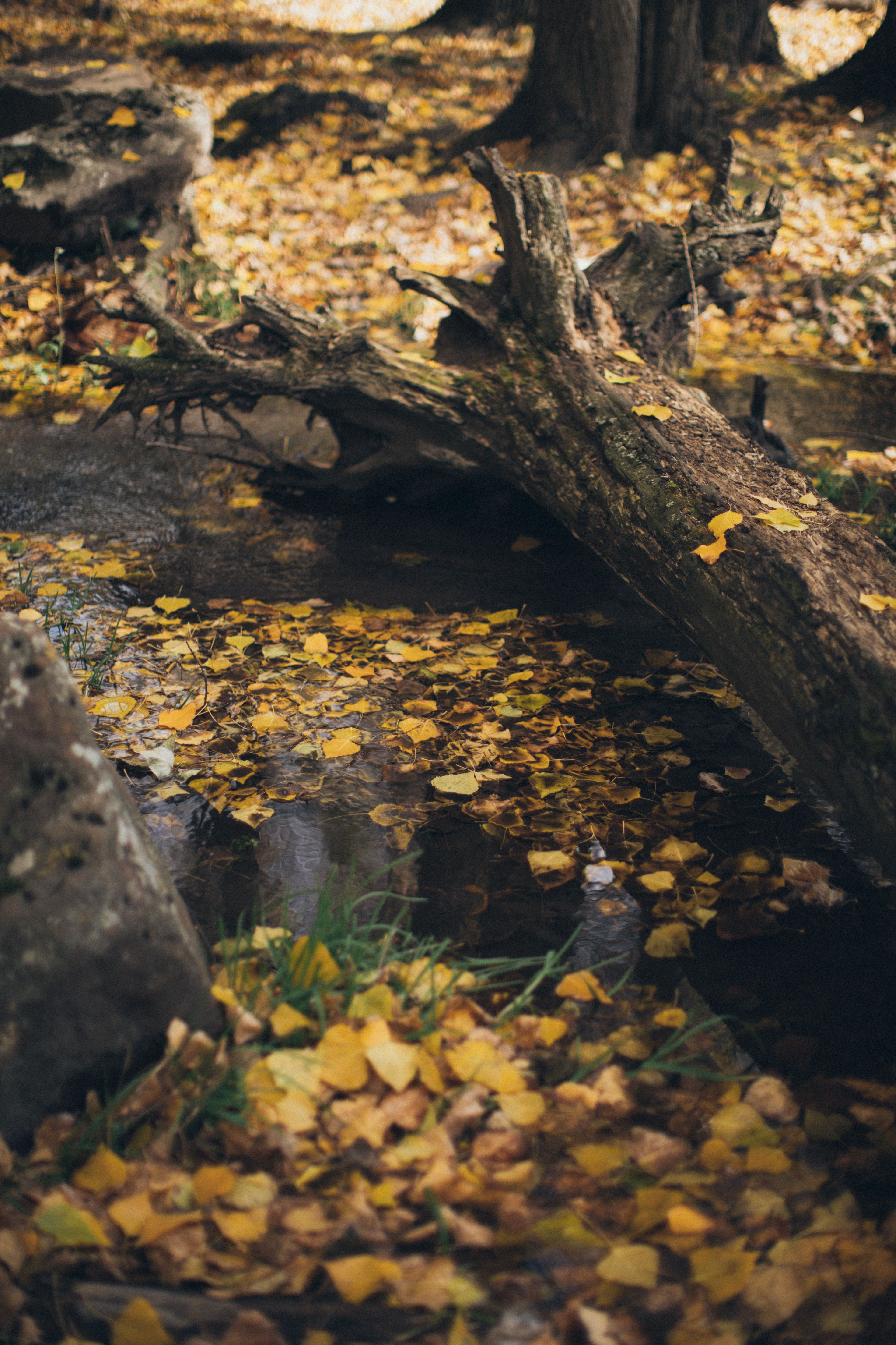 Photo of Fallen Leaves on Water and Near Tree Log · Free Stock Photo