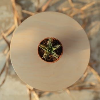 一张小多肉植物的航拍照片，拍摄于自然光线充足的木桌上