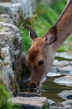 Close-up of a deer drinking from a stream surrounded by rocks and greenery.
